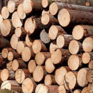 Spruce logs
